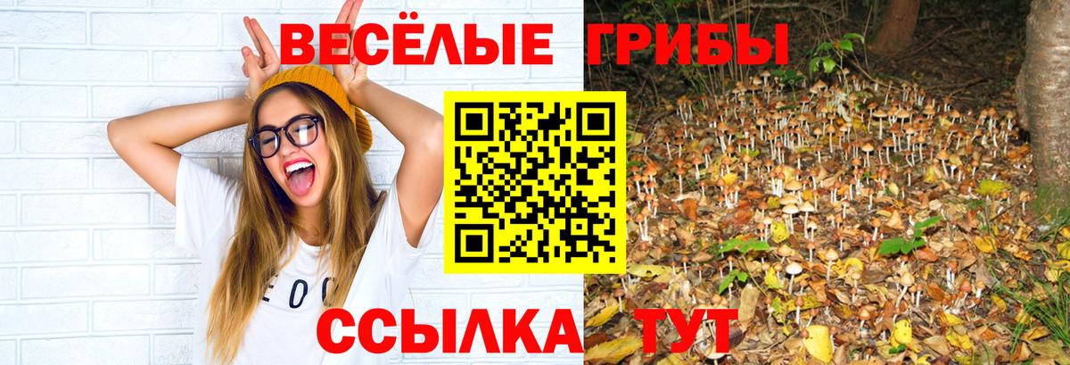 Кондопога  Галлюциногенные грибы Psilocybe  Вход с VPN 